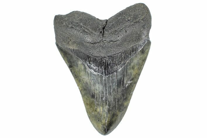 Serrated, Fossil Megalodon Tooth - South Carolina #362247